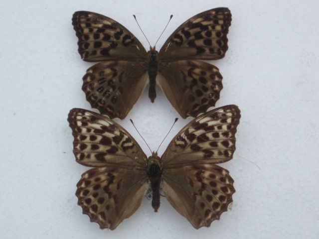 Argynnis  paphia f. valesina (British Silver Washed Fritillaries) aberration (Internet Image property of respective owner, non-commercial use only)